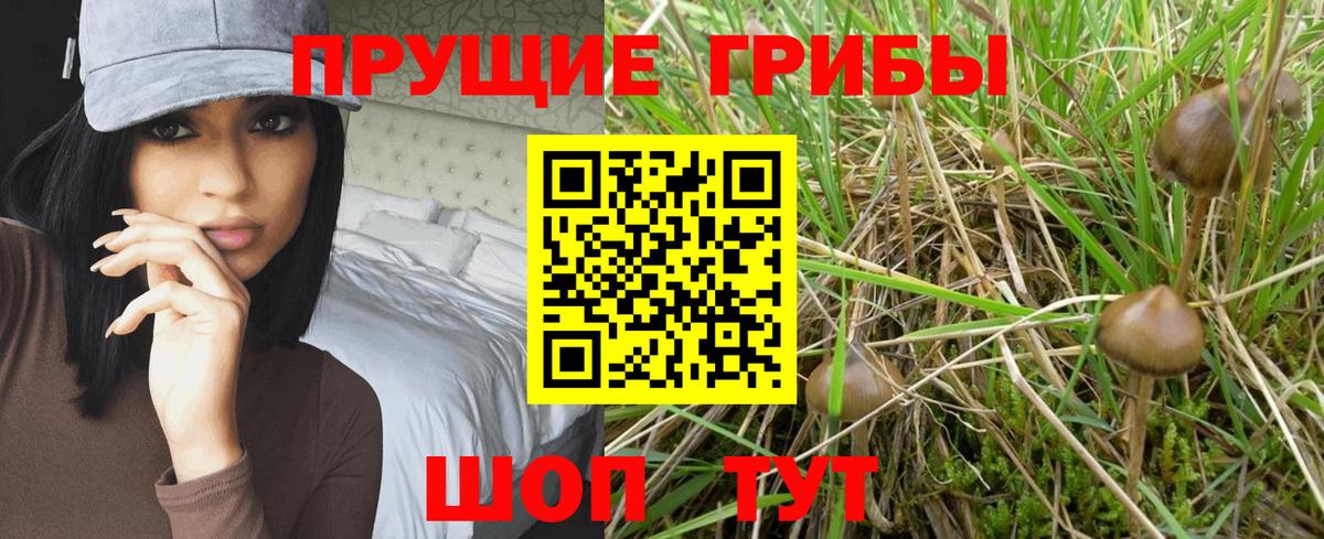 Чебаркуль  купить закладку  Псилоцибиновые грибы Psilocybine cubensis  Вход с VPN  Псилоцибиновые грибы Cubensis 